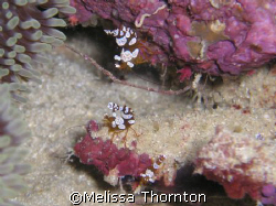 Juvenile High Tailed Shrimp, Coral Gardens on the SS Pres... by Melissa Thornton 